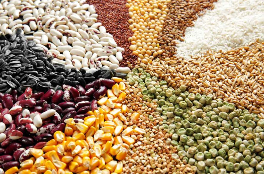 Los cereales son una fuente fundamental de nutrición en la dieta humana. Estos granos, cultivados en todo el mundo, proveen nutrientes.