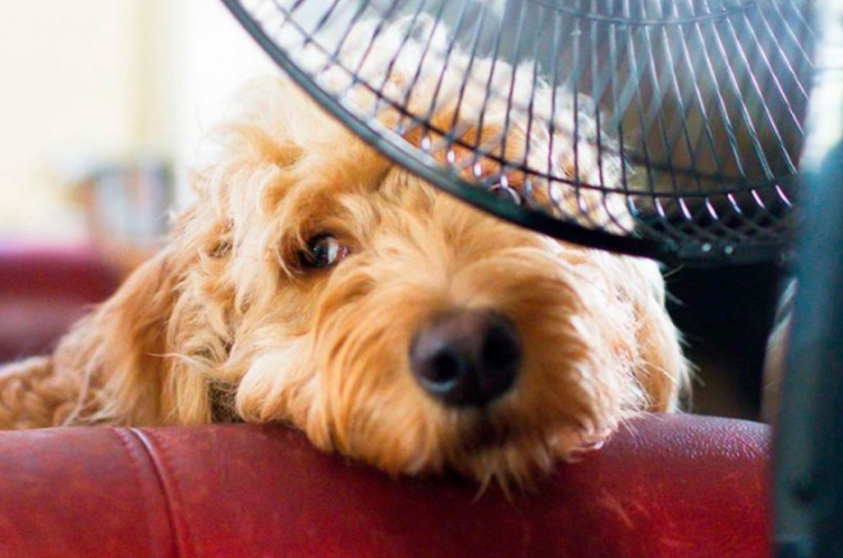 ¡Cuídalas! Cómo proteger a tus mascotas del calor