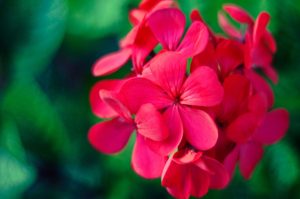 Plantas de sol que puedes poner en tu casa si eres principiante