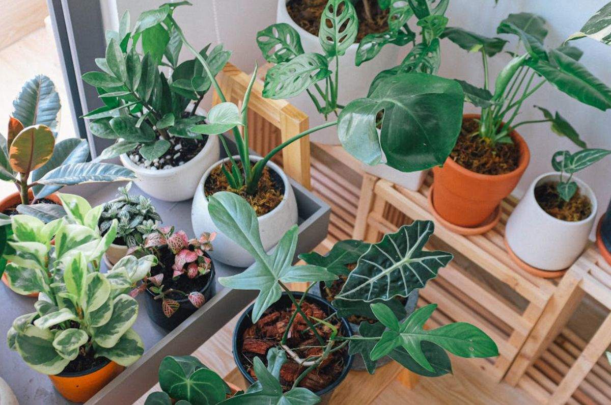 Plantas que absorben el calor y refrescan tu casa