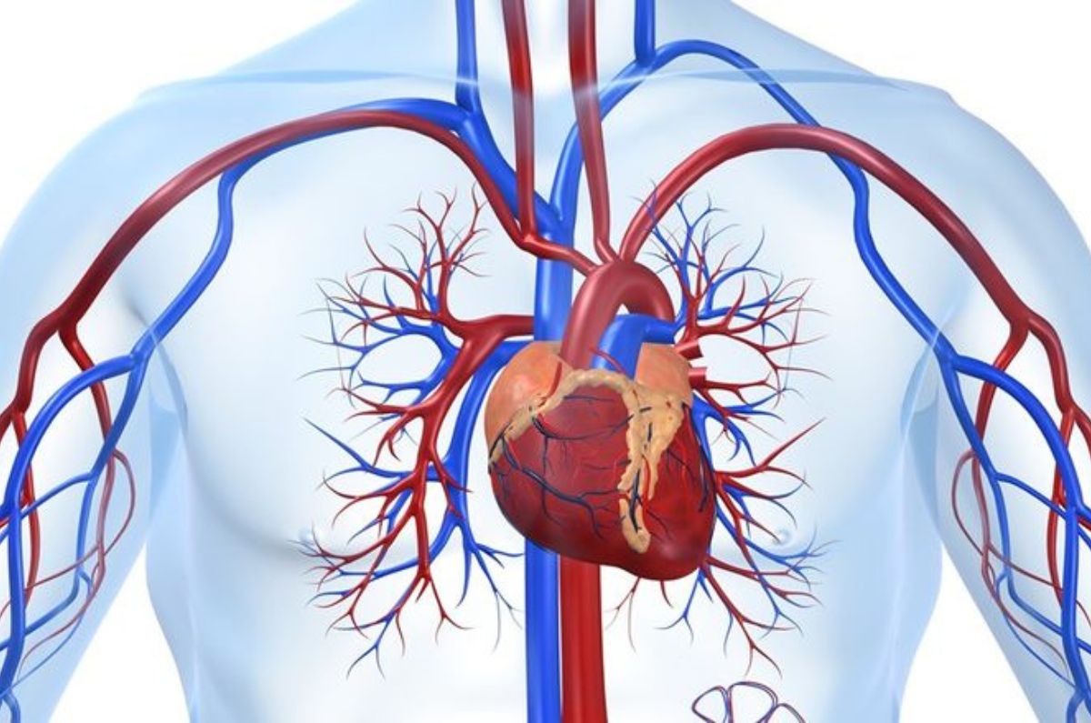 Cardiomegalia: Comprendiendo el agrandamiento de corazón