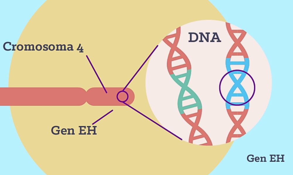 La genética de la enfermedad de Huntington