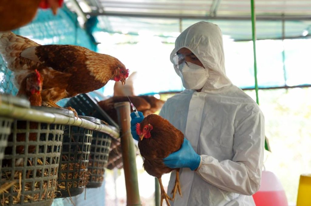 Autoridades sanitarias en Estados Unidos detectaron un caso de gripe aviar en un humano, alertan por potencial brote.