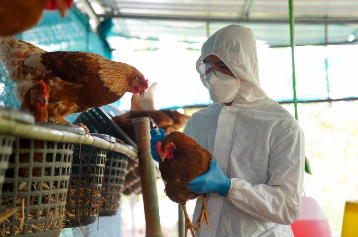 Alertan por gripe aviar en humanos; conoce síntomas