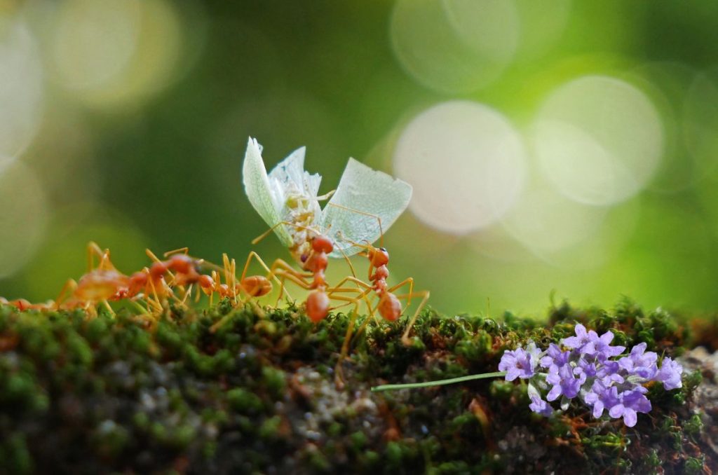 Descubre cómo mantener a raya a las hormigas en casa durante la temporada de calor usando estas plantas aromáticas.