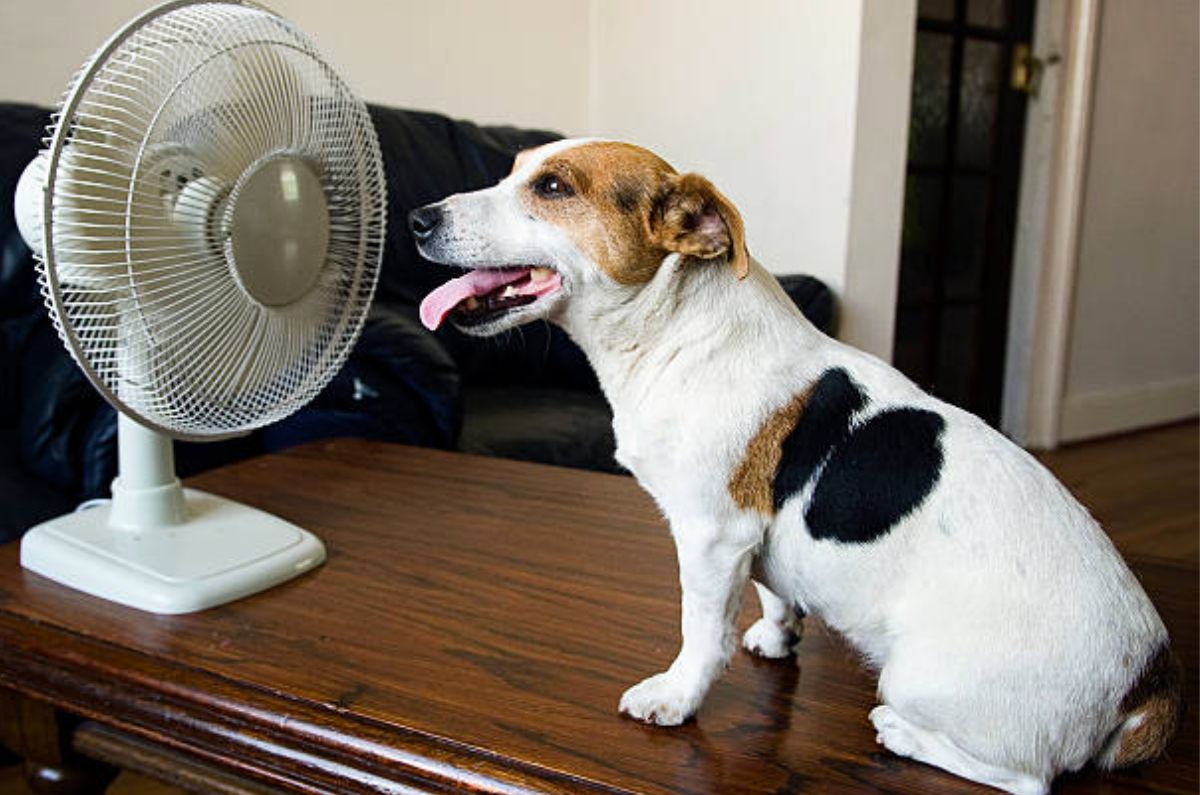 ¿Qué hacer si tu mascota sufre un golpe de calor?