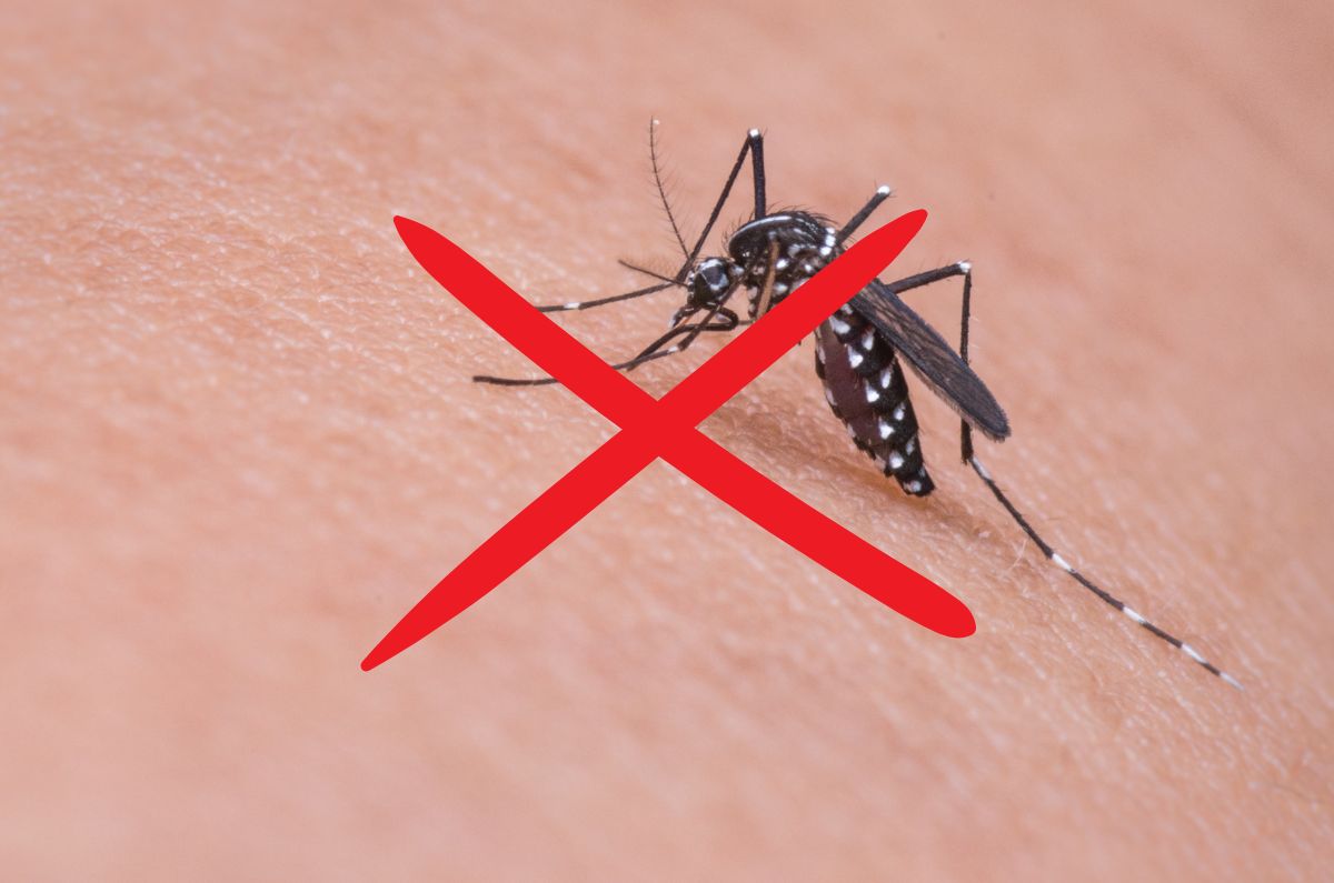 Truco para eliminar moscas y mosquitos de casa en temporada de calor