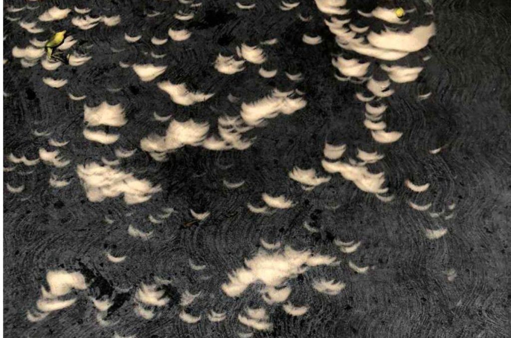 Esas figuras se forman cuando los rayos del sol no pueden atravesar las hojas de los árboles hasta el suelo. Un efecto se puede percibir durante un eclipse solar total.