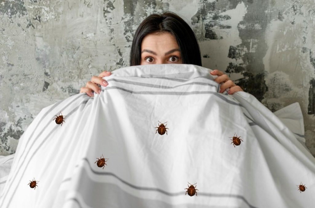 Remedios para deshacerte de las chinches de cama