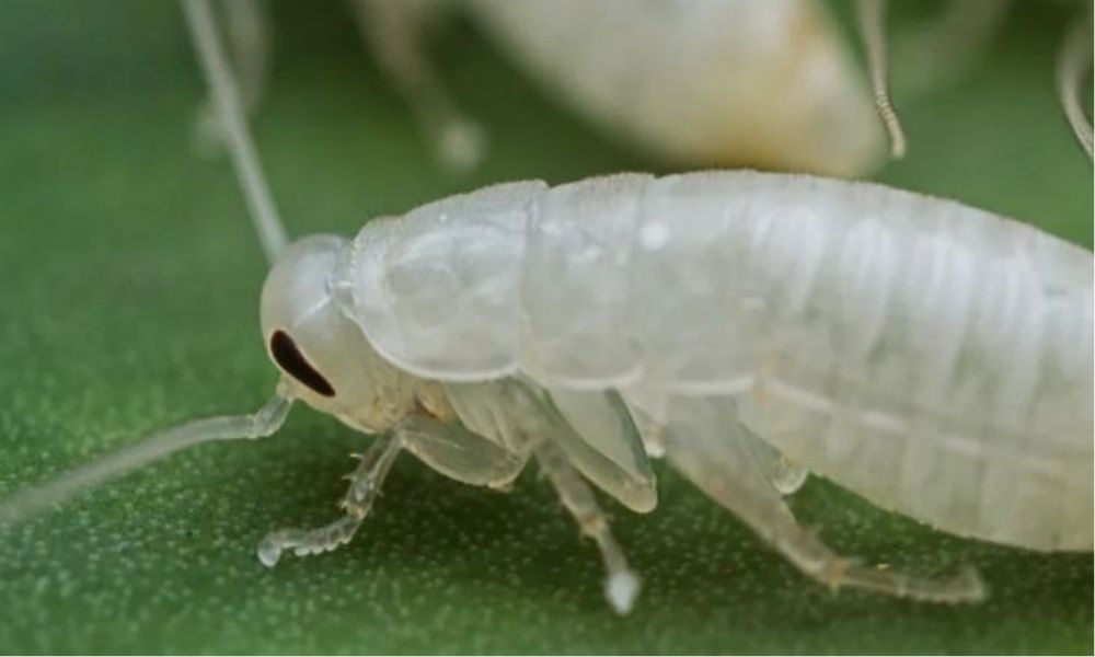 Cucaracha blanca pequeña