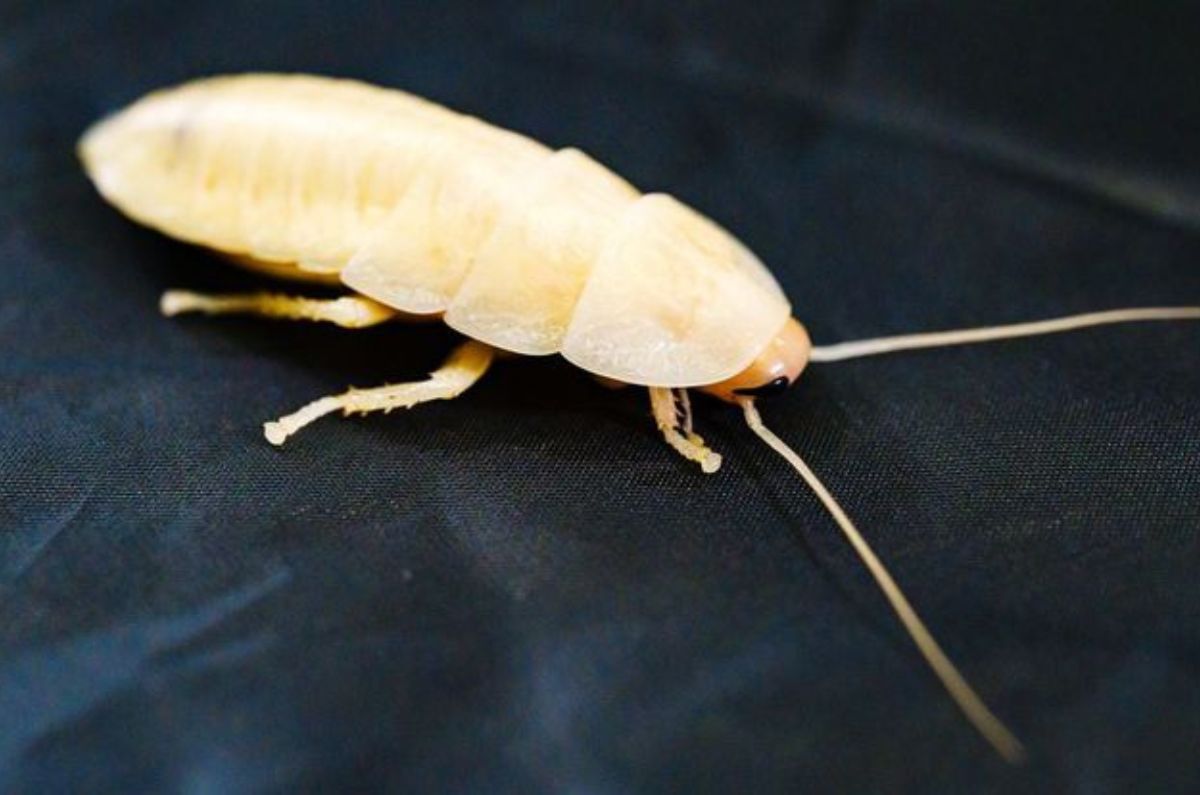 Cucaracha blanca: La señal que indica la llegada de una plaga
