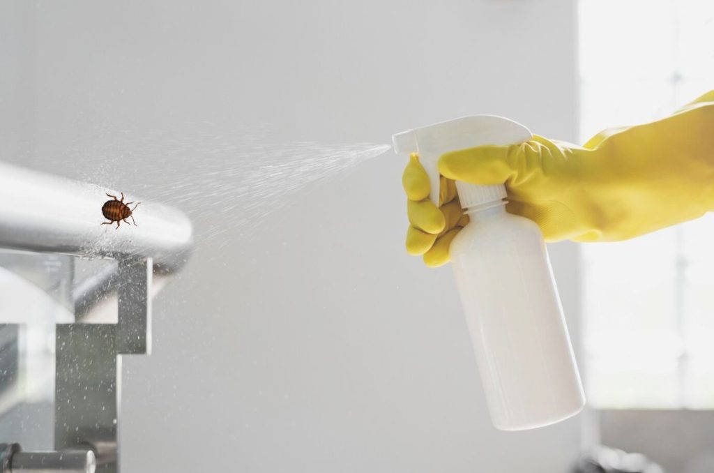 Realiza una fumigación de chinches exitosa