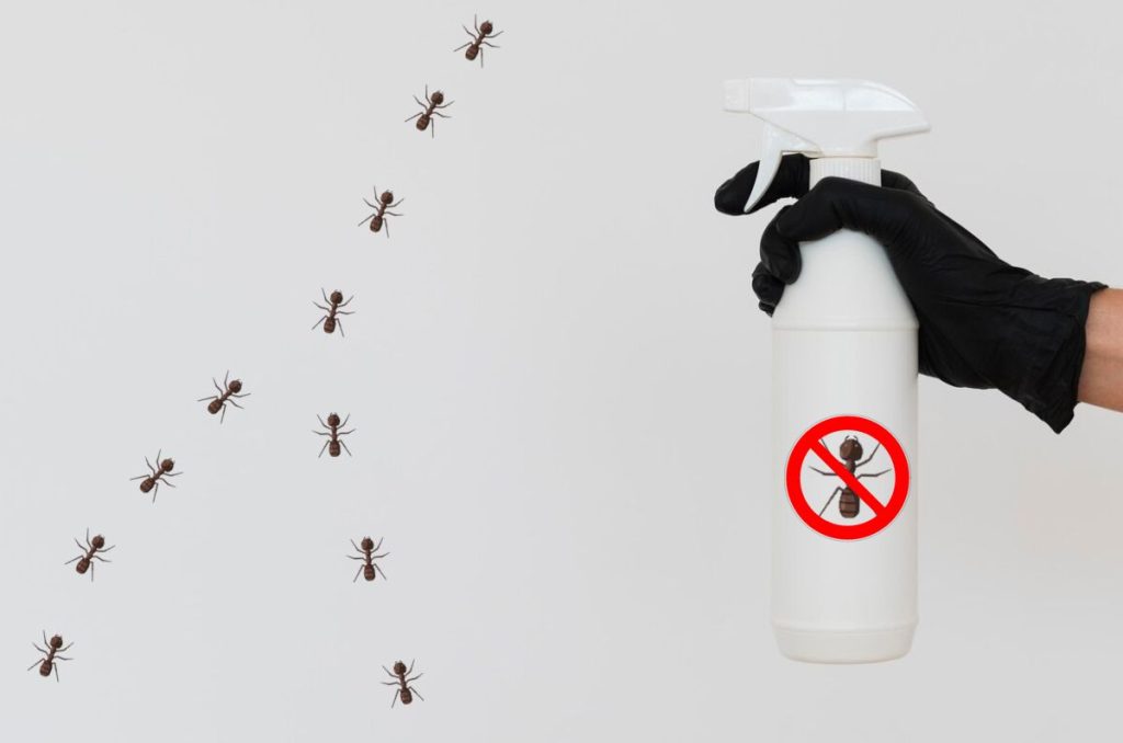 Termina con la plaga de hormigas en tu hogar