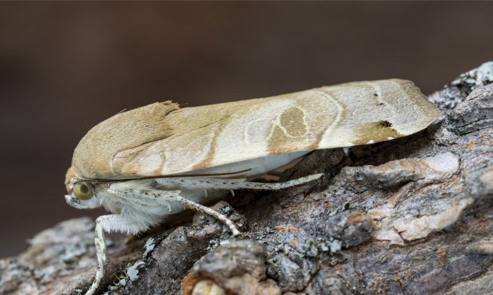 Plaga de polillas en los hogares, elimínala efectivamente