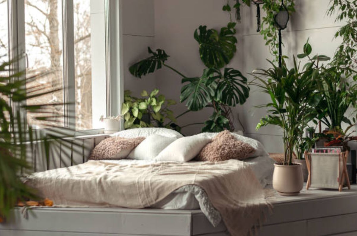No coloques estas 4 plantas en tu dormitorio, afectan tu salud