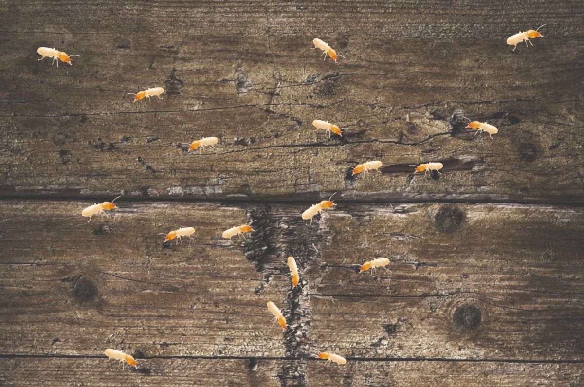 Elimina las termitas: Guía paso a paso y consejos expertos
