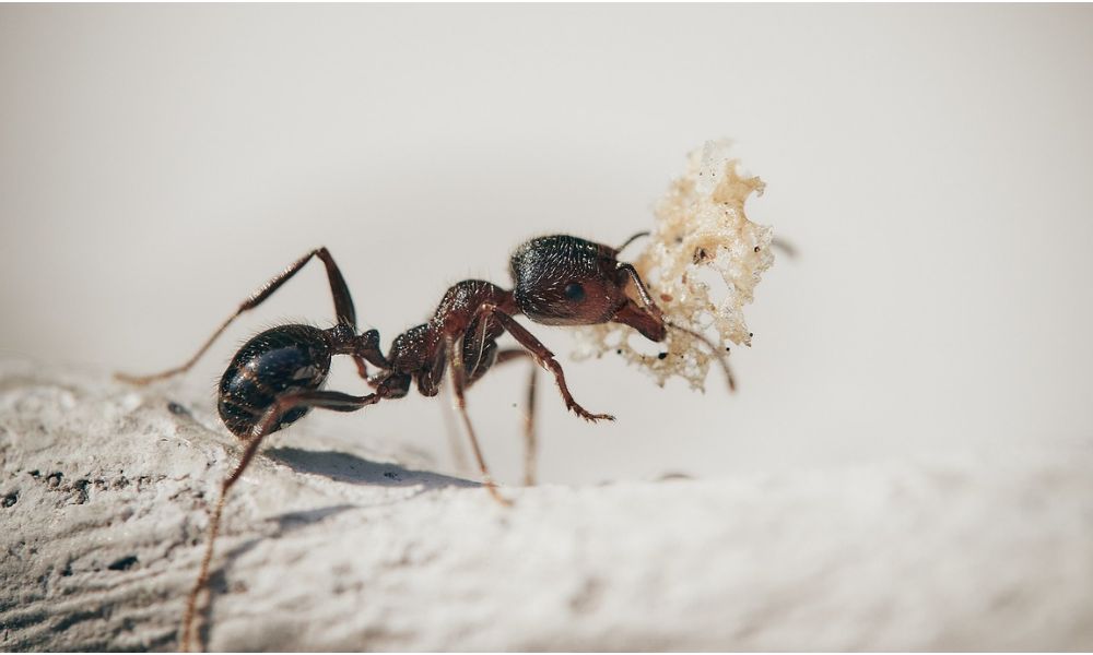 Tipos de hormigas comunes en el hogar