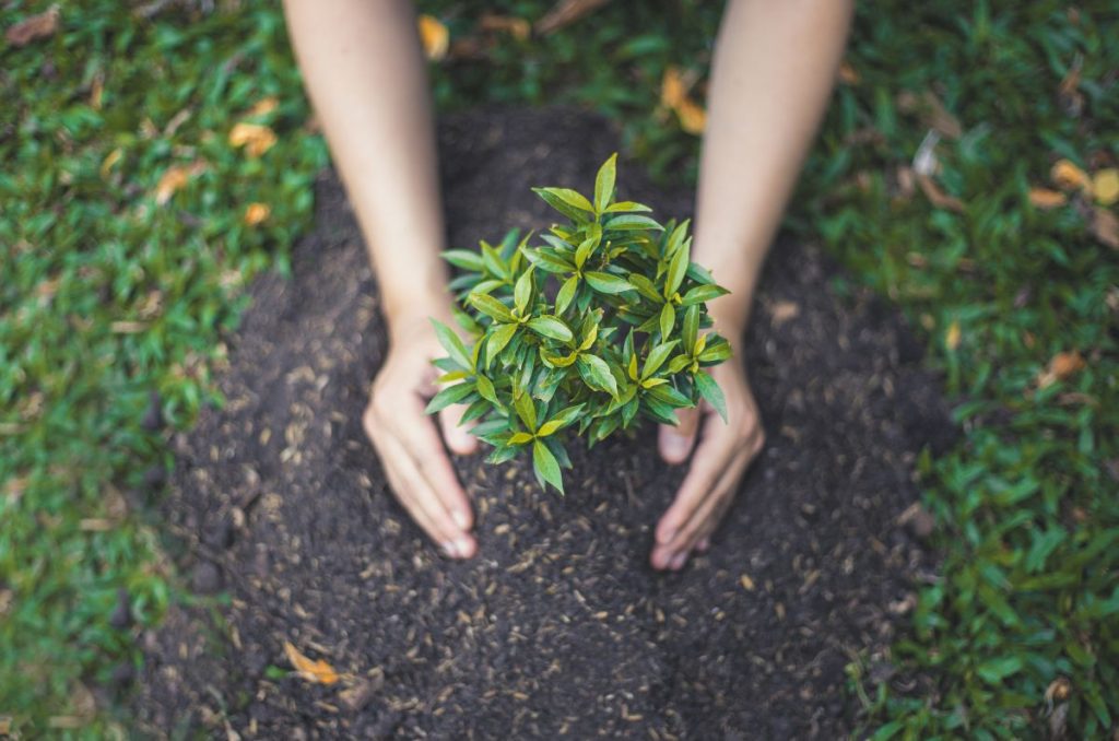 Estos son algunos de los árboles que dan sombra, no requieren tanto cuidado y purifican el aire; además, son perfectos para refugiarse del calor.