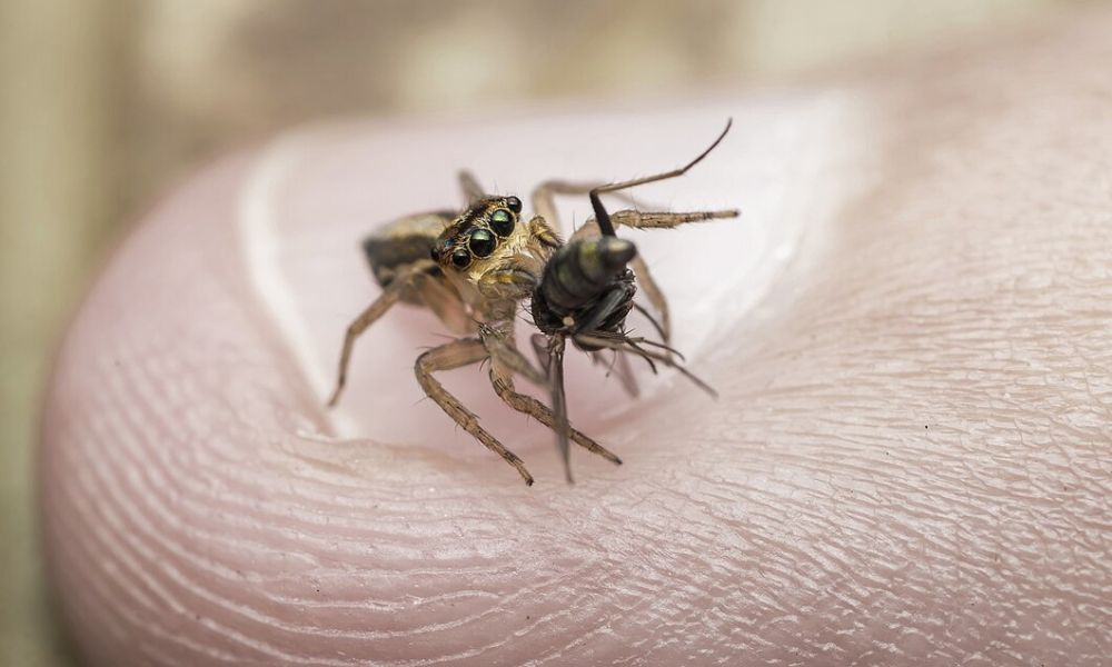 Método biológico para el control de plagas