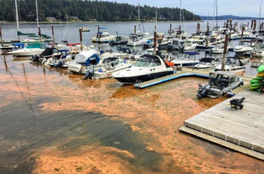 La marea roja puede resultar mortal, Este es un fenómeno natural que se observa cada vez en mayor medida por el cambio climático. Aprende como cuidarte.