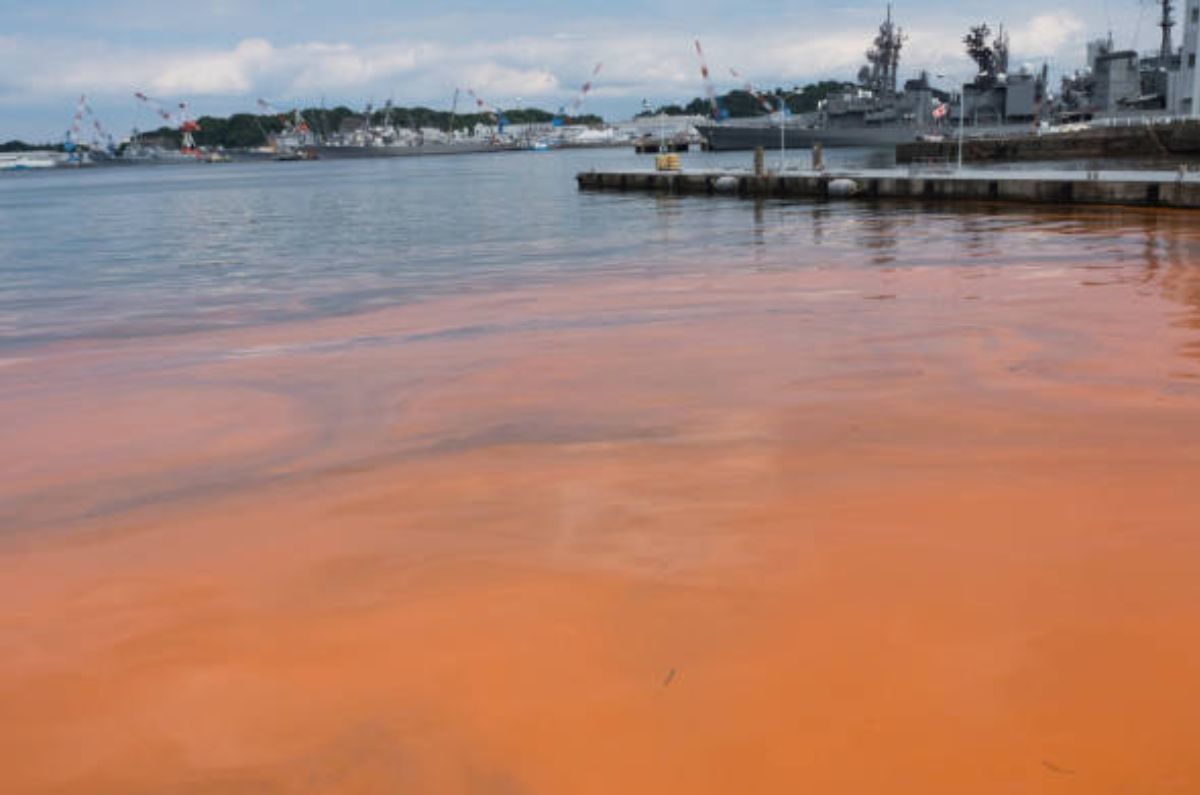 Marea Roja: ¿Por qué debes cuidarte de este peligroso fenómeno?