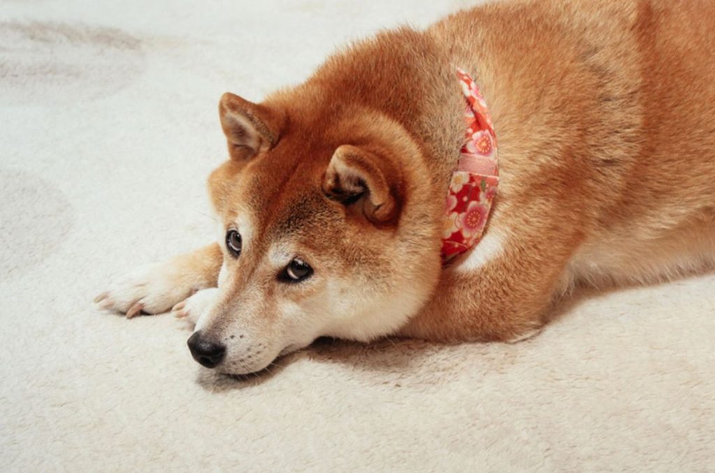 Las redes sociales están de luto: Kabosu, la perrita que con su fotografía desató el meme Doge, murió a sus 19 años.