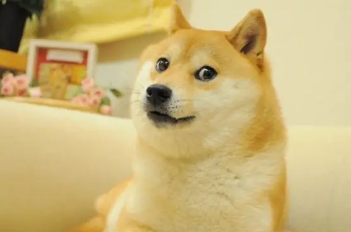 Muere Kabosu, la perra shiba inu que inspiró el meme Doge y la criptomoneda Dogecoin