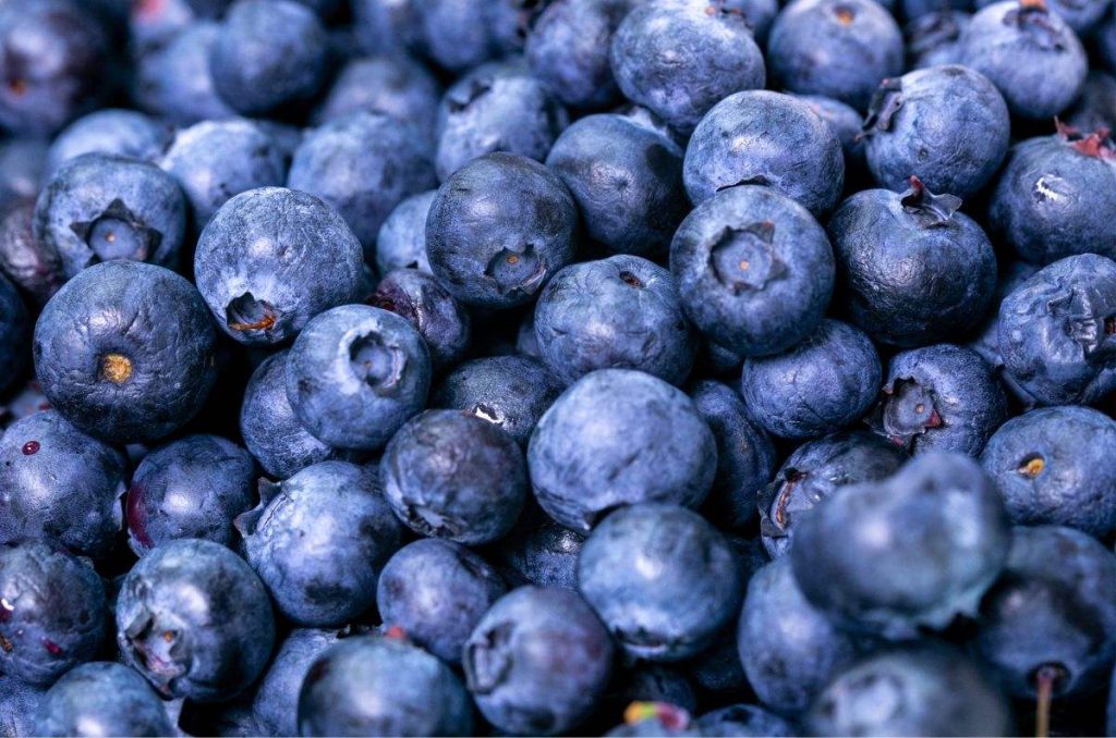 Evitar lavarlos hasta su uso o usar una solución para el almacenamiento prelavado. Conoce más formas de almacenar arándanos en casa.