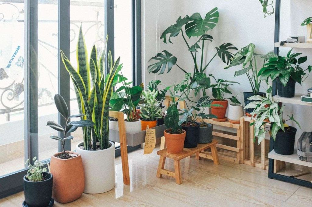 ¿Cuál es la planta mexicana que está prohibida tener en casa? Existen varias que están en peligro de extinción debido a su explotación.