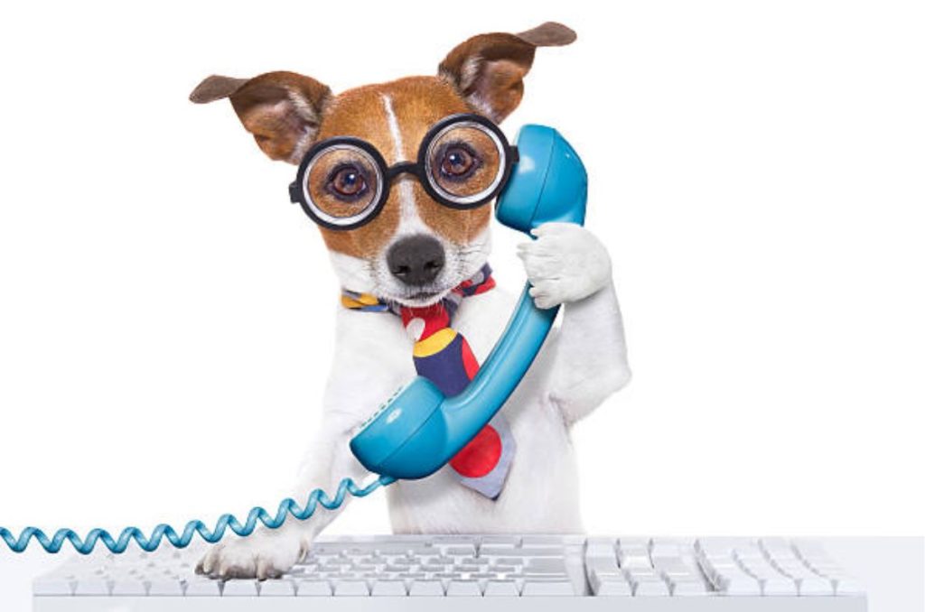 Investigadores mexicanos del INAOE con la Universidad de Michigan investigan herramientas IA para que los humanos puedan hablar con su perro.