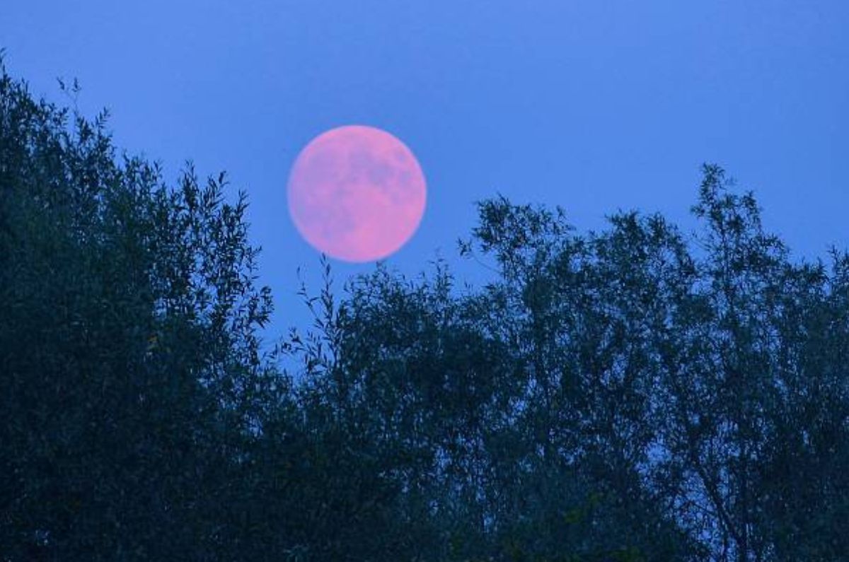 ¿Cuándo ver la Luna de fresa y por qué se llama así? Aquí te lo explicamos
