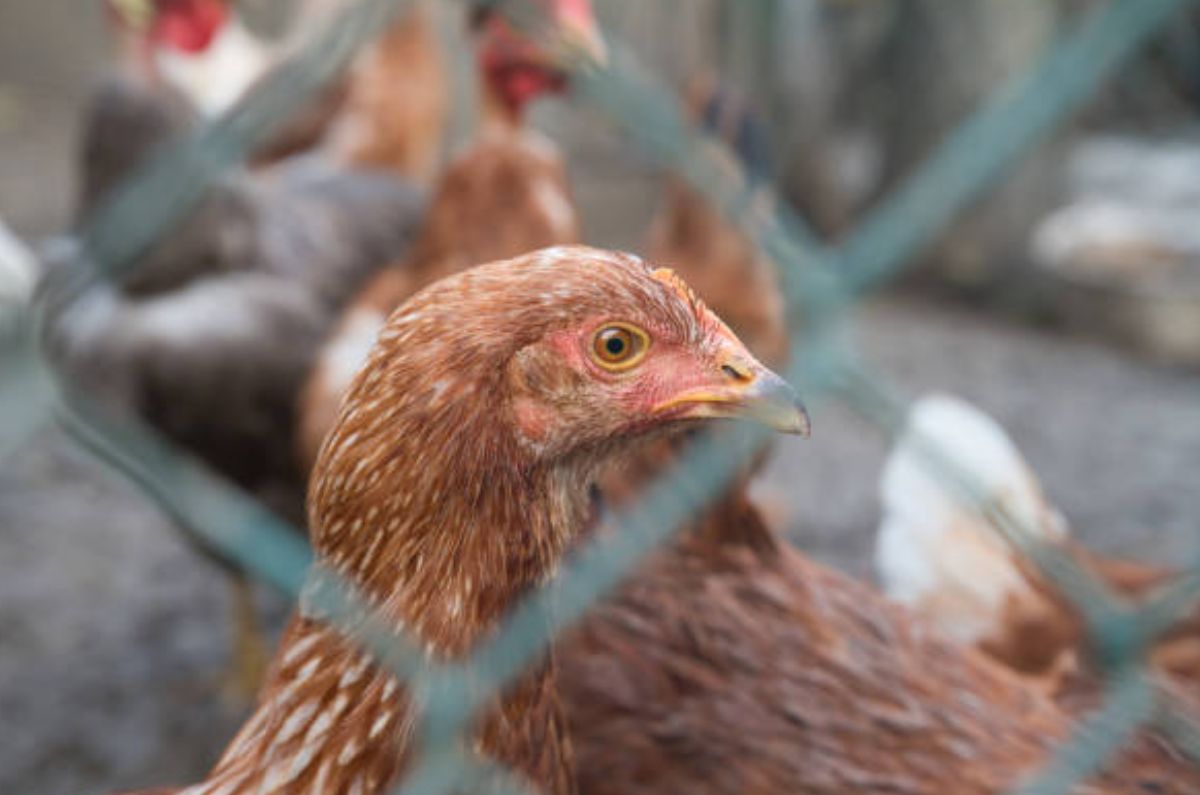 OMS pide estar alerta tras la primera muerte por gripe aviar aunque el riesgo es bajo