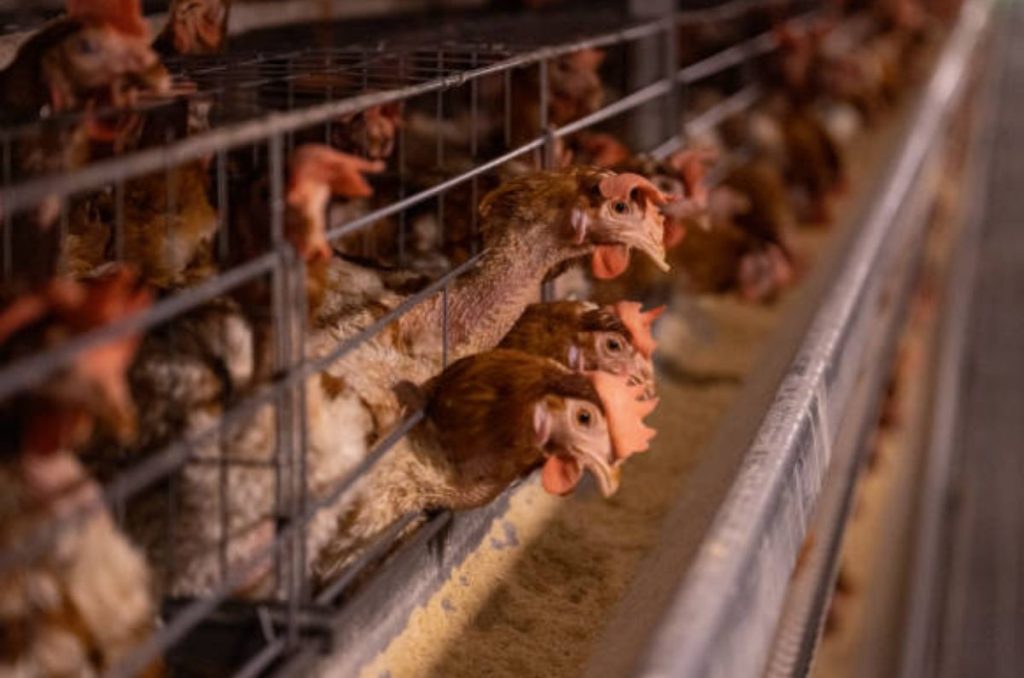 Tras reportarse la primera muerte de un humano por gripe aviar en México, la Secretaría de Salud descarta que haya riesgos de contagio.