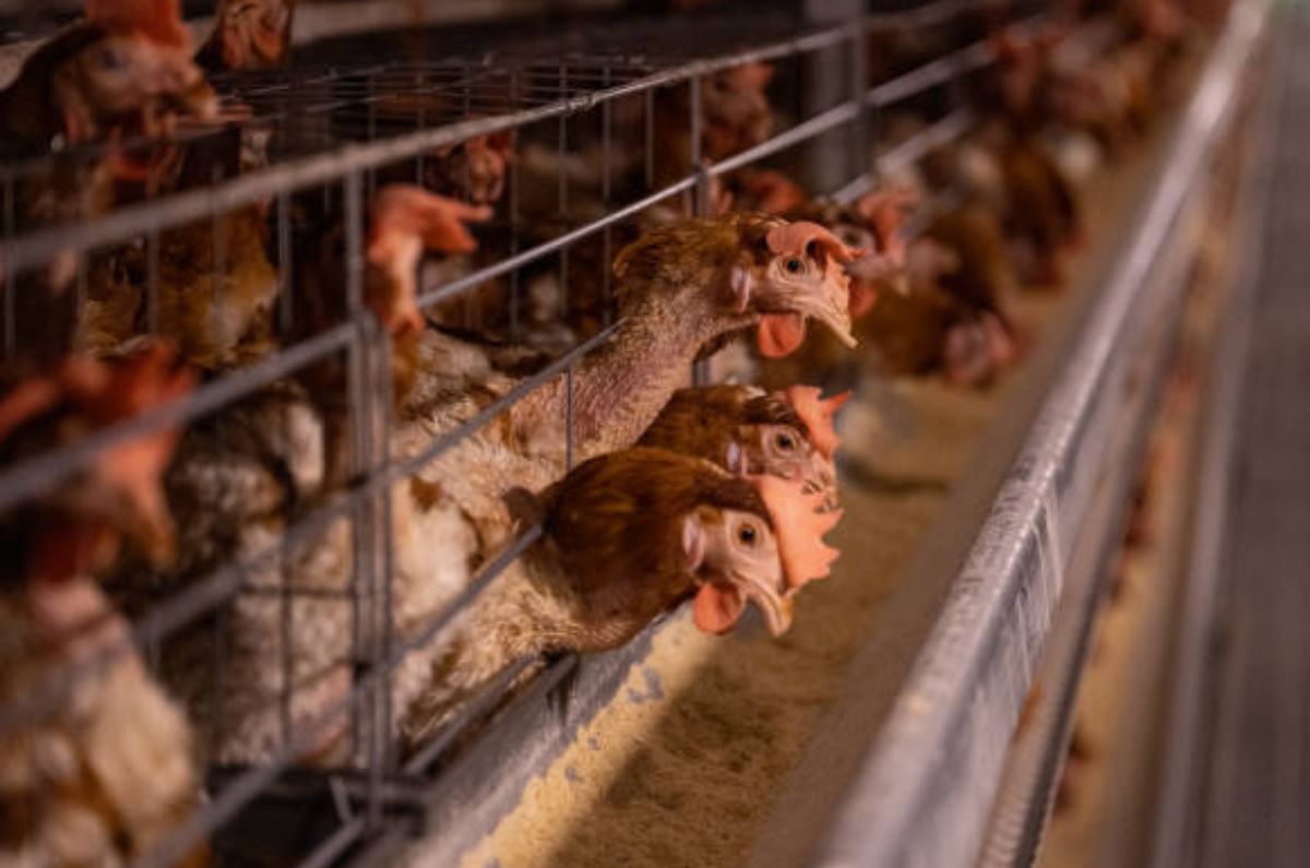 Salud afirma que ‘no hay riesgo de contagio’ de gripe aviar en México