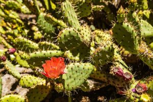 Descubre algunas de las especies de nopales que se concentran en México, un ingrediente que se ha convertido en un básico de la dieta mexicana.