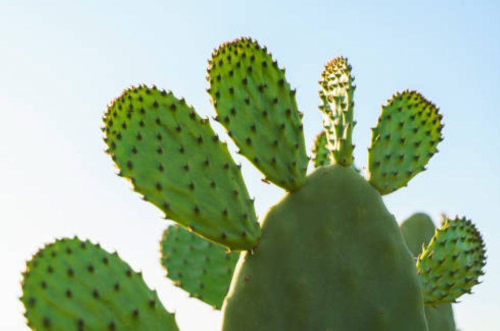 Descubre algunas de las especies de nopales que se concentran en México, un ingrediente que se ha convertido en un básico de la dieta mexicana.