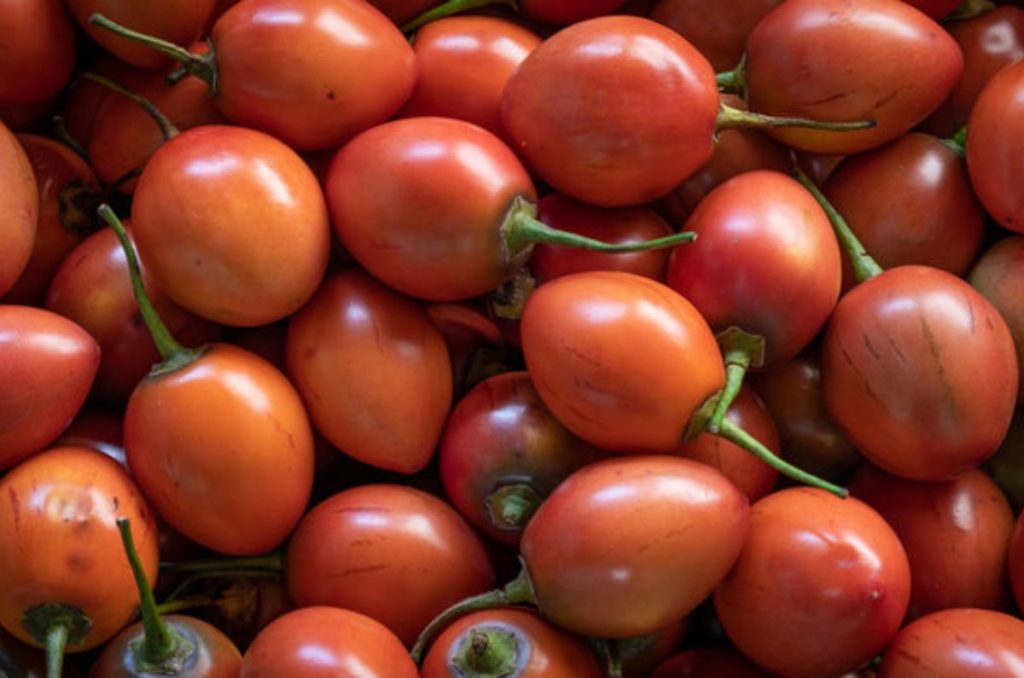Descubre todo lo que tiene por ofrecer el tomate de árbol, un fruto andino con un sabor exótico, apreciado por sus propiedades nutricionales.