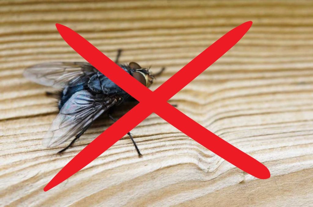 ¡Diles adiós a las molestas plagas de moscas y mosquitos en esta temporada! Te decimos cómo eliminar las moscas y cómo hacer que no entren a tu hogar.