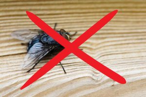 Temporada de moscas: Elimínalas y sácalas de casa con estos productos