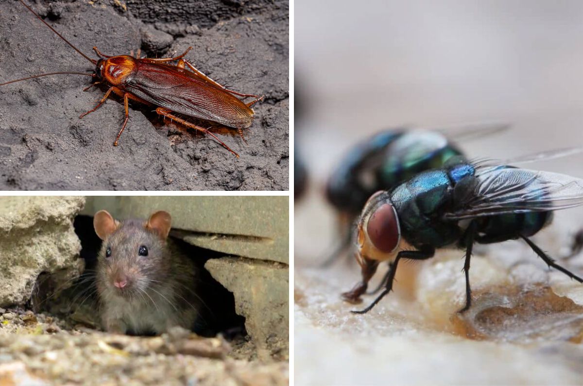 ¡Cuidado! Estas son las enfermedades provocadas por moscas, cucarachas y roedores