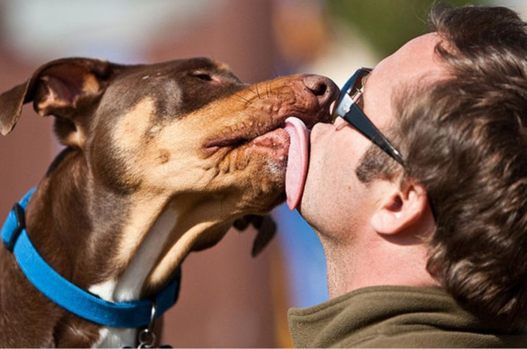 Los humanos cada vez son más propensos a contraer enfermedades causadas por zoonosis, conoce qué son y cómo prevenirlas.
