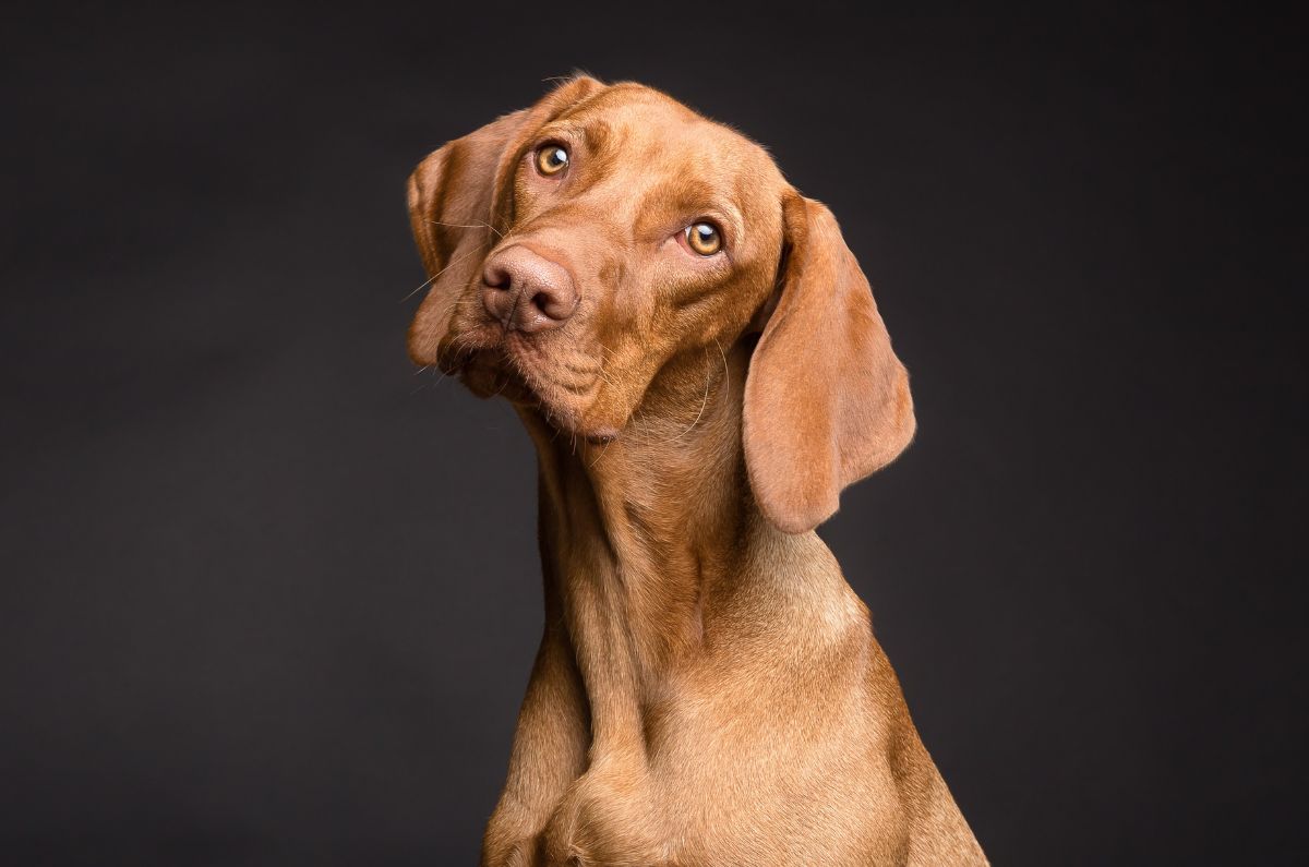 Los perros se vuelven más negativos al oler el estrés humano, según Estudio