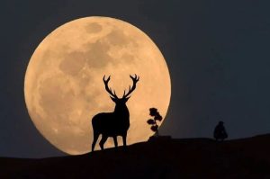 Luna de ciervo 2024: Cuándo y dónde ver el fenómeno astronómico de julio