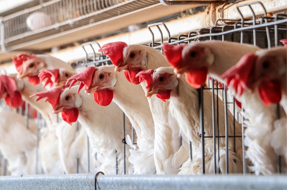 México concluye emergencia sanitaria por gripe aviar