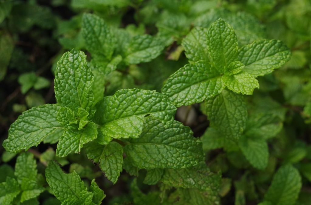 En esta temporada de lluvias no sufras por la humedad. Conoce las 5 plantas que son capaces de absorber el clima húmedo en sus hojas.