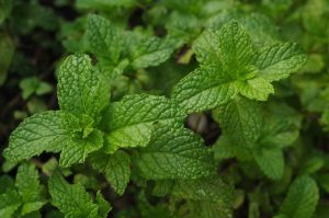 Plantas para absorber la humedad generada por las lluvias
