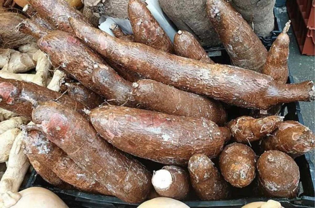 La yuca, un tubérculo milenario con un sinfín de usos y propiedades para la salud. Un alimento versátil que no puede faltar en tu cocina.