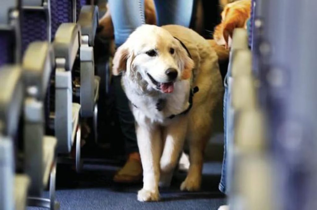 ¡Prepárate para la aventura! Viajar con tu perro en avión y llevarlo a tus vacaciones puede ser inolvidable, pero requiere planificación.