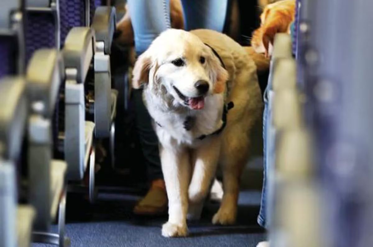 Consejos que debes de saber si vas a viajar con tu perro en avión