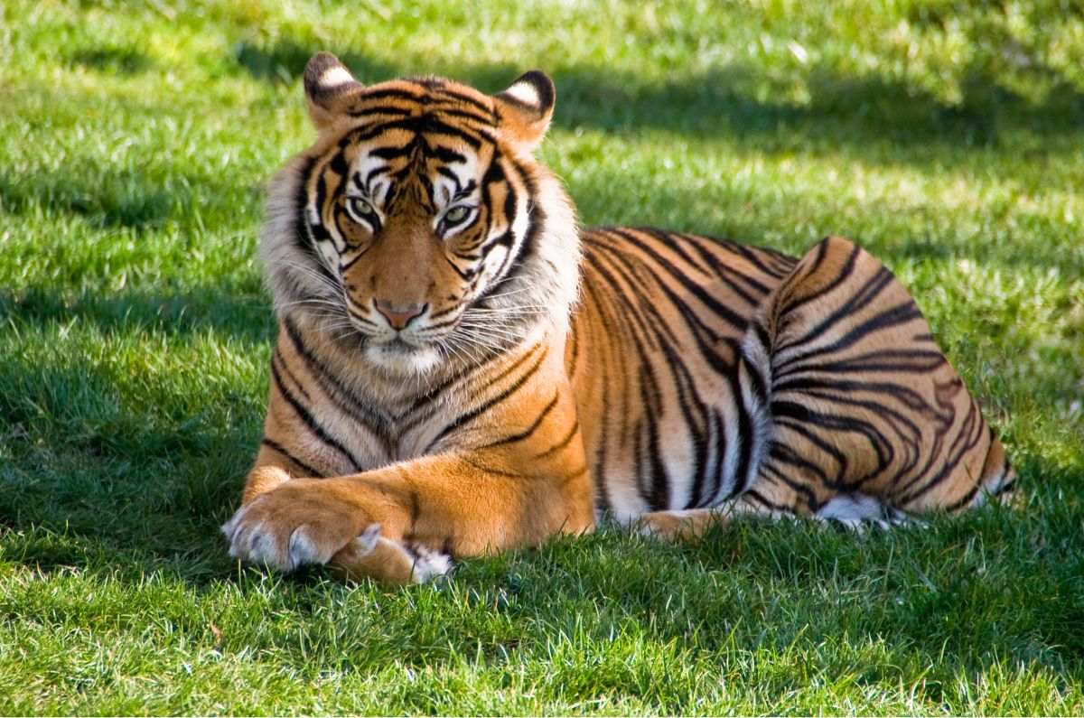 En India buscan proteger al tigre salvaje de la extinción